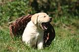 LABRADOR 1193
